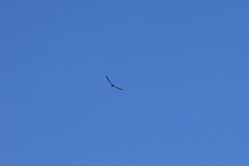 Obraz premium australia