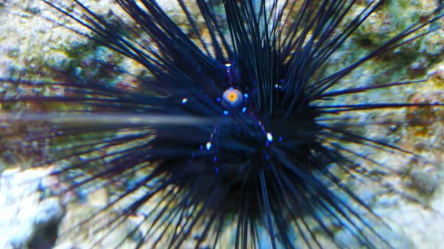 Sea Urchin at Seabed Diadema Setosum