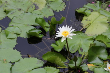 Water lily in the pool