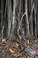 Roots of a gajumaru tree