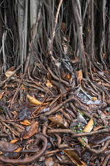 Roots of a gajumaru tree