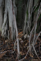 A bark of a gajumaru tree