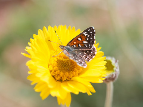 Painted lady butterfly perched on yellow desert marigold flower