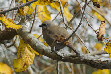 pájaro en rama de árbol