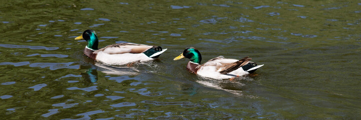 two male mallards anas platyrhynchos swim in the water