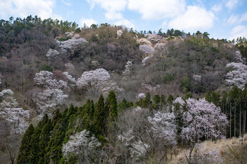黒川桜の森　エドヒガン桜