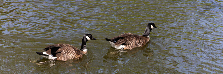 Obraz premium two Canada goose Branta canadensis swim in the water