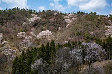 Fototapeta na wymiar 黒川桜の森　エドヒガン桜