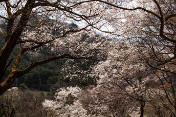 黒川桜の森　エドヒガン桜