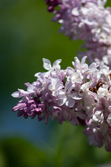 Spring branch of blossoming lilac