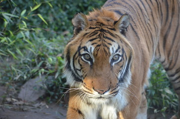 tigre