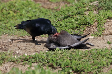 scavenging crow