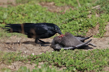 scavenging crow