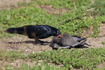 scavenging crow