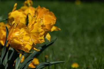 Terry yellow tulips. Beautiful yellow tulip on green background