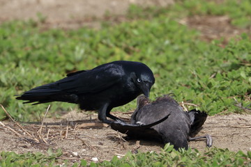 scavenging crow