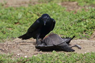 scavenging crow