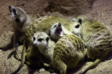 Meerkat Suricata seeds as well as insects , also known as meerkats are sleeping together in a heap,...