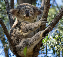 A koala comfortable up a tree with one leg outstretched.