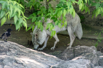 White Wolf Canis lupus albus Tundra wolf or with a crippled paw, a victim of human cruelty in the zoo.