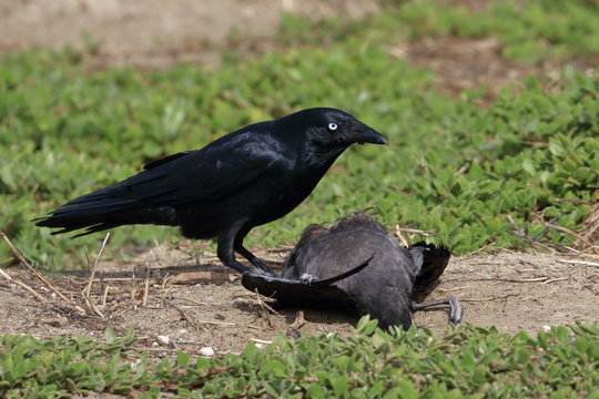 scavenging crow