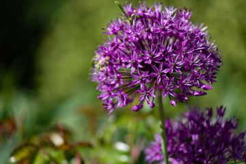 Close-up of unusual beautiful onion flowers on a summer field. Alley allium giganteum .
