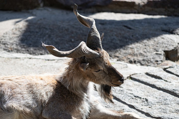 The markhor, also known as the screw horn goat Capra falconeri © bonilook