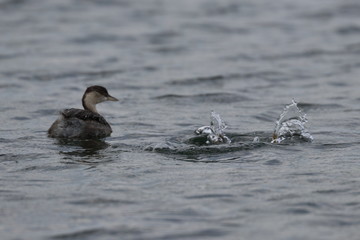 hoary headed grebe