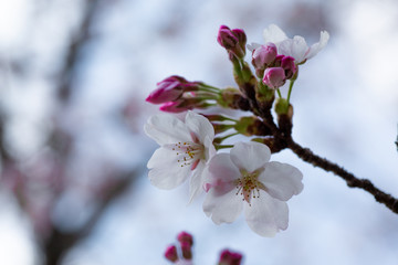 桜