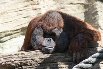 portrait of a pensive orange orangutan with a funny face lazily watching what is happening,