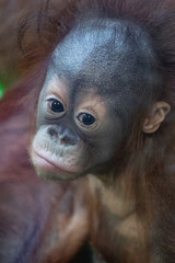 portrait of a pensive orange orangutan with a funny face lazily watching what is happening,