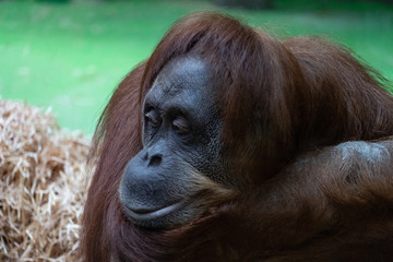 portrait of a pensive orange orangutan with a funny face lazily watching what is happening,