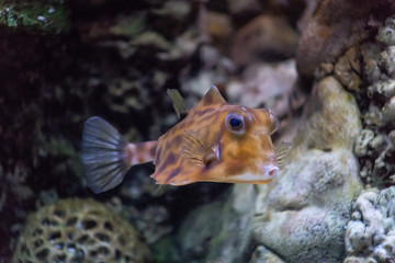 Bodywork horned ordinary Lactoria cornuta a long-legged fish-cow eng. longhorn cowfish because of two pairs of bizarre horns. Their skin is poisonous