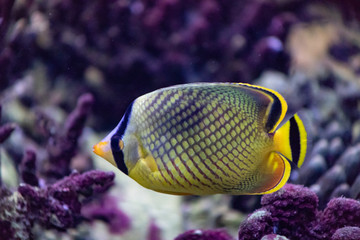 Fototapeta na wymiar Butterfly fish is a bright sea fish that lives mainly on coral reefs.