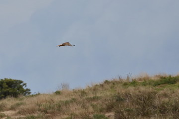swamp harrier