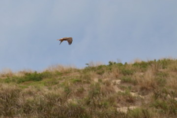 swamp harrier