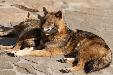 Cunning and quick-witted Golden Jackal loves sweets and pheasants