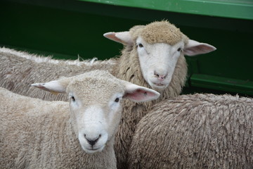 Ganadería, ovejas esquiladas, lana