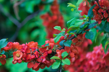 Japanese quince flowers