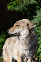 Portrait of the gray wolf close-up
