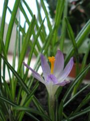 Crocus flower nature