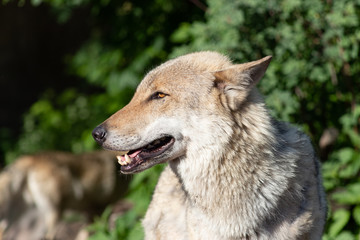 Portrait of the gray wolf close-up