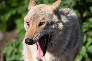 Portrait of the gray wolf close-up