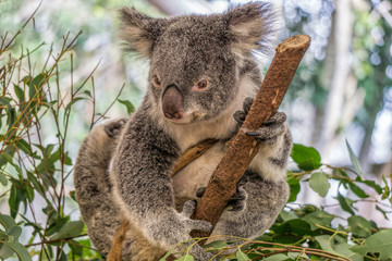 A koala clinging onto a gum tree branch. 