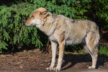Portrait of the gray wolf close-up