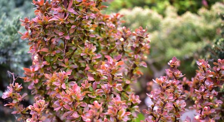Spring paint foliage