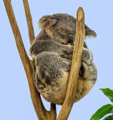 A cute koala bear sleeping in a tree and firmly wedged between branches. 