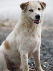 white dog sitting on stone floor