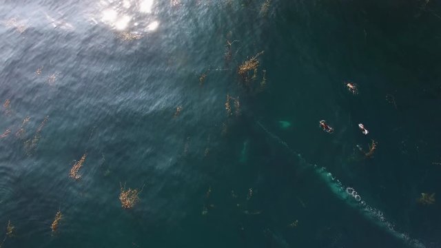 several humpback whales in clear water making a bubble net to round up anchovies, swim through kelp bed and chased by hungry sea lions