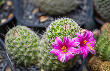 Pink flowers of castas That is blossoming in pots.